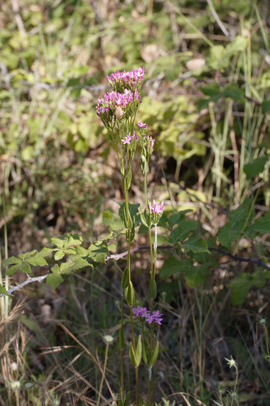 Centaurium erythraea / Centauro maggiore